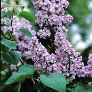 Syringa vulgaris 'Mme Antoine Buechner'