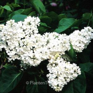 Syringa vulgaris 'Mme Florent Stepman'