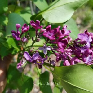 Syringa vulgaris 'Monge'
