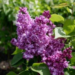 Syringa vulgaris 'Mrs. Edward Harding'
