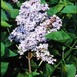 Syringa vulgaris 'President Grevy'