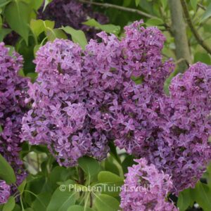 Syringa vulgaris 'Ruhm von Horstenstein'