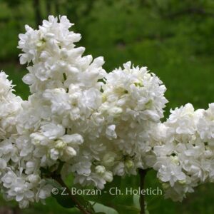Syringa vulgaris 'Souvenir d'Alice Harding'