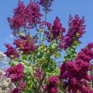 Syringa vulgaris 'Znamya Lenina' (BANNER OF LENINA)