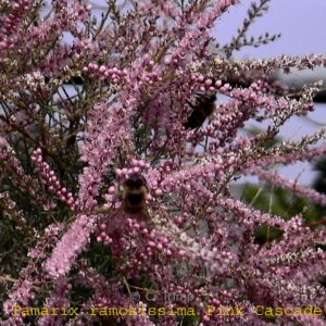 Tamarix ramosissima 'Pink Cascade'