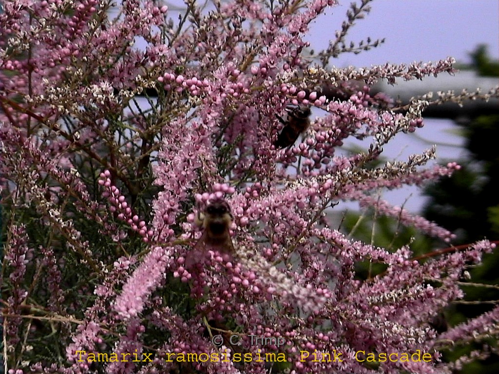 Tamarix ramosissima 'Pink Cascade'