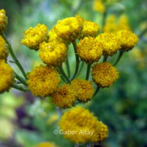 Tanacetum balsamita
