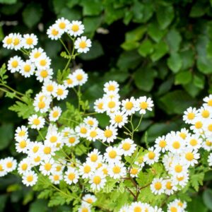 Tanacetum parthenium