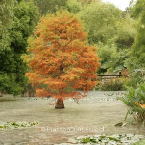 Taxodium distichum