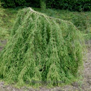 Taxodium distichum 'Cascade Falls'