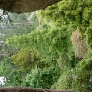 Taxodium distichum 'Nutans'