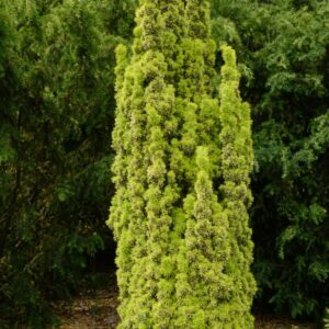 Taxus baccata 'David'