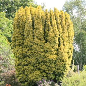 Taxus baccata 'Fastigiata Aurea'