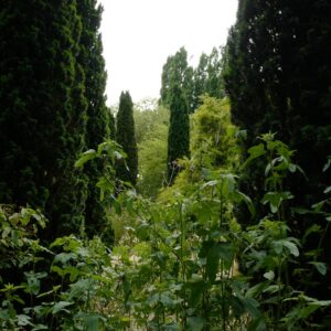 Taxus baccata 'Fastigiata Robusta'