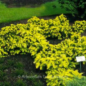 Taxus baccata 'Summergold'