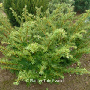 Taxus media 'Densiformis'