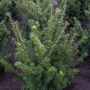 Taxus media 'Farmen'