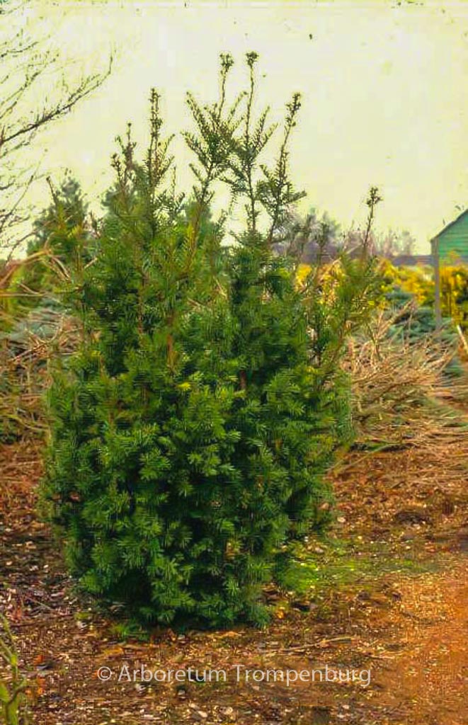 Taxus media 'Hicksii'