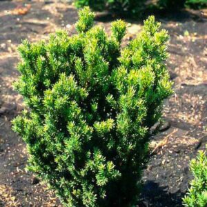 Taxus media 'Hillii'