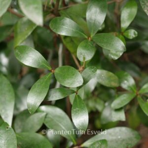 Ternstroemia japonica