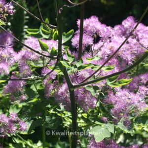 Thalictrum 'Black Stockings'