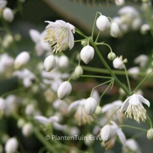 Thalictrum delavayi 'Album'