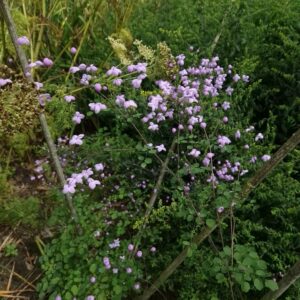 Thalictrum delavayi 'Splendide'