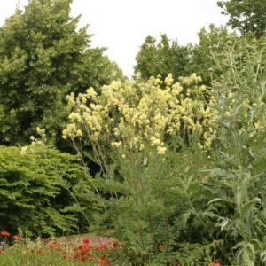 Thalictrum flavum 'Tukker Princess'
