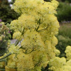 Thalictrum flavum ssp. glaucum