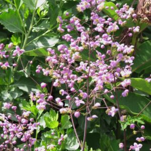 Thalictrum rochebrunianum