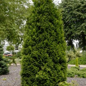 Thuja occidentalis 'Brabant'