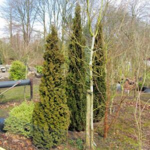 Thuja occidentalis 'Brobeck's Tower'