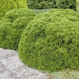 Thuja occidentalis 'Danica'