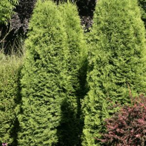 Thuja occidentalis 'Holmstrup'