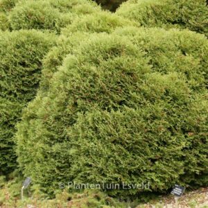 Thuja occidentalis 'Tiny Tim'