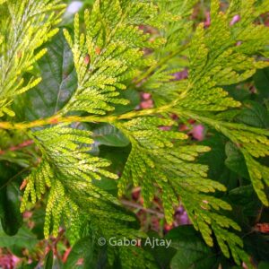 Thuja plicata 'Aurea'
