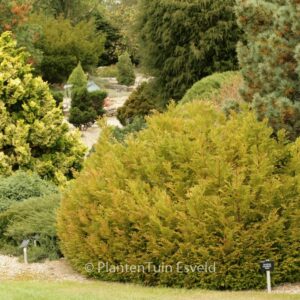 Thujopsis dolabrata 'Nana'