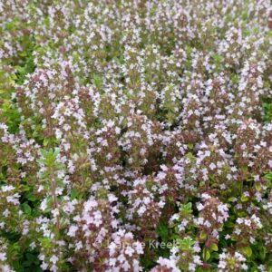Thymus citriodorus 'Bertram Anderson'