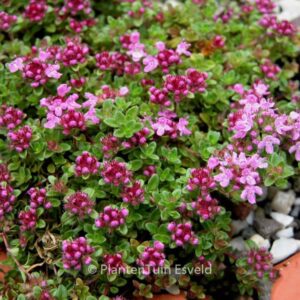 Thymus praecox 'Coccineus'
