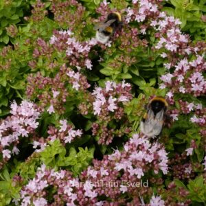 Thymus vulgaris 'Compactus'