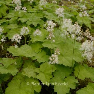 Tiarella wherryi