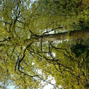 Tilia americana 'Moltkei'