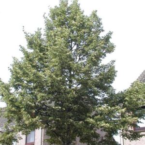 Tilia cordata 'Rancho'