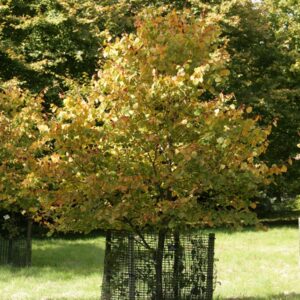 Tilia cordata 'Winter Orange'