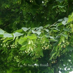 Tilia platyphyllos