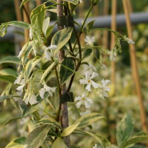Trachelospermum jasminoides 'Sunlover'