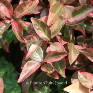 Trachelospermum jasminoides 'Variegatum'