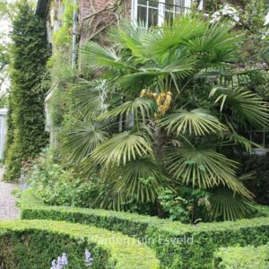 Trachycarpus fortunei