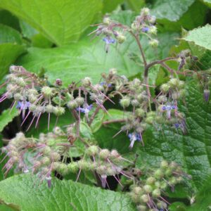 Trachystemon orientalis