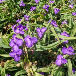 Tradescantia 'Purewell Giant'